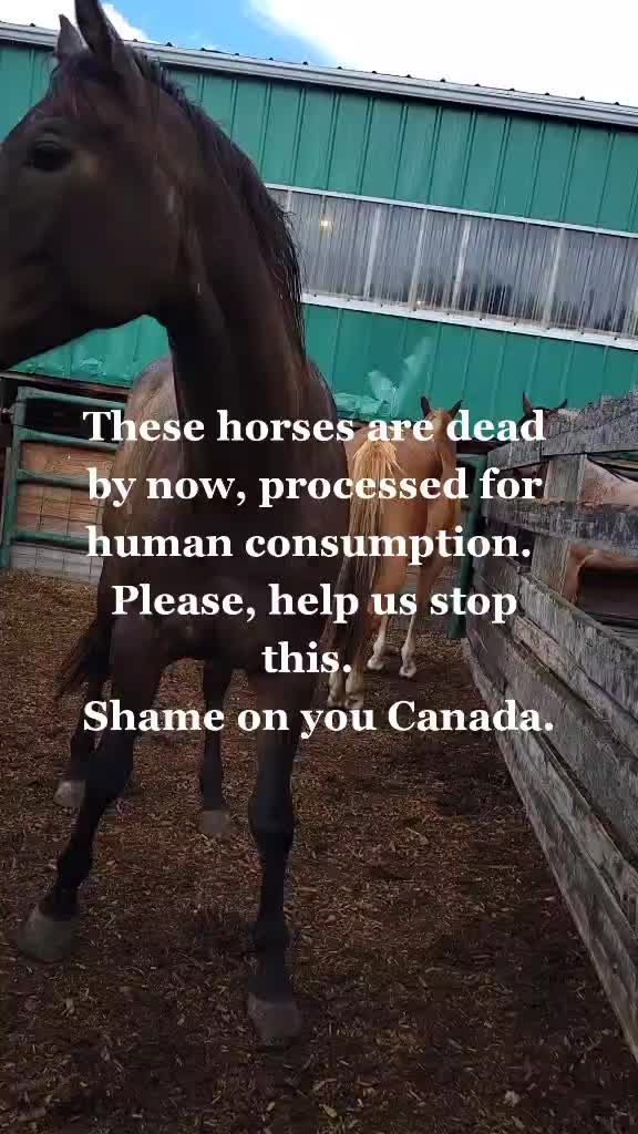 @Horse Heroes Alberta