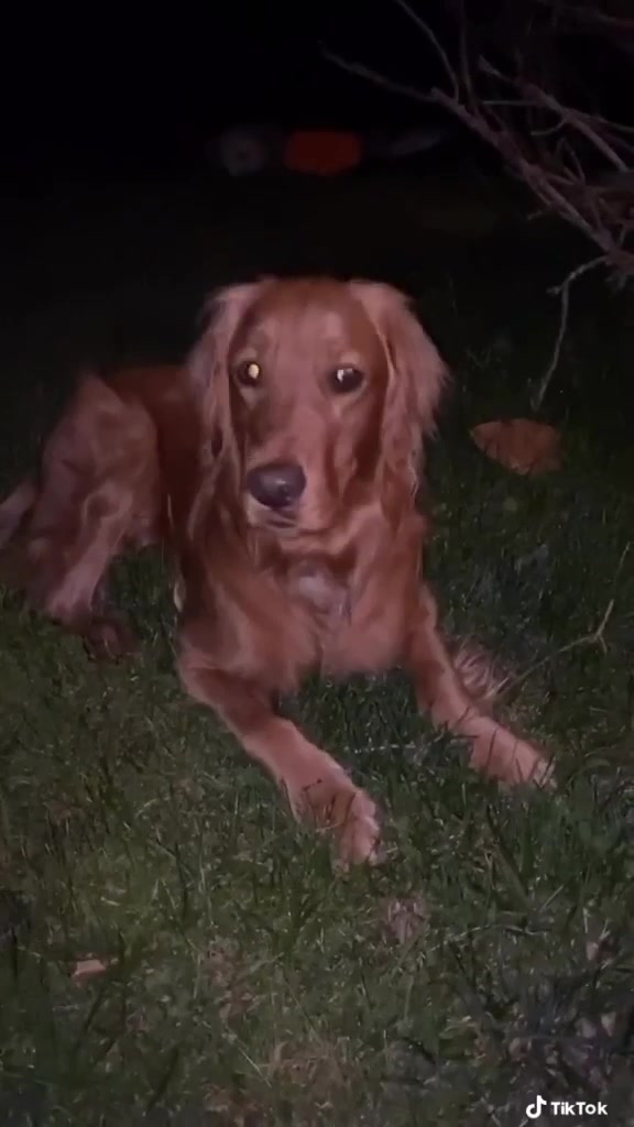 @Koda the Golden