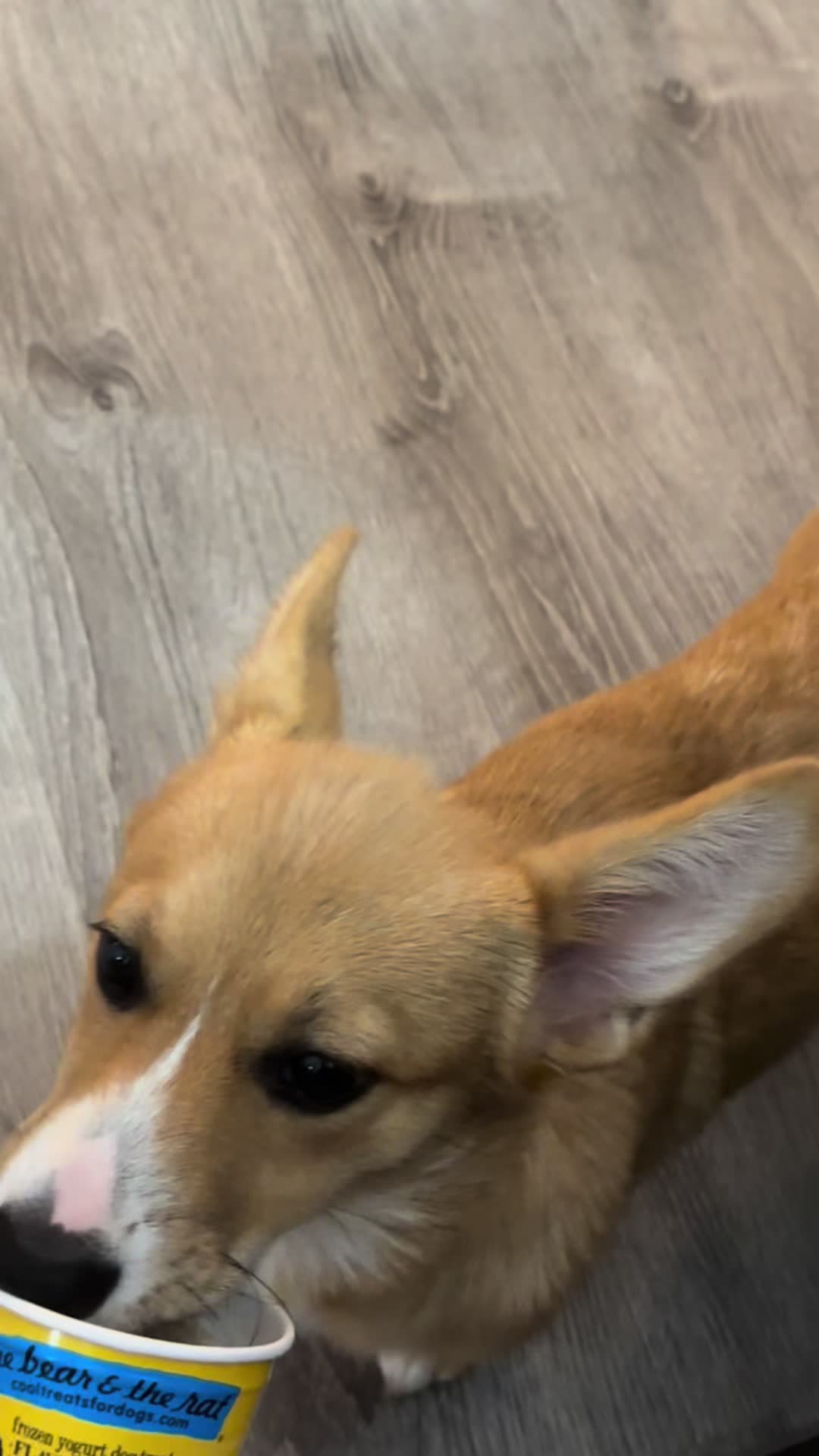 @CorgiMonty