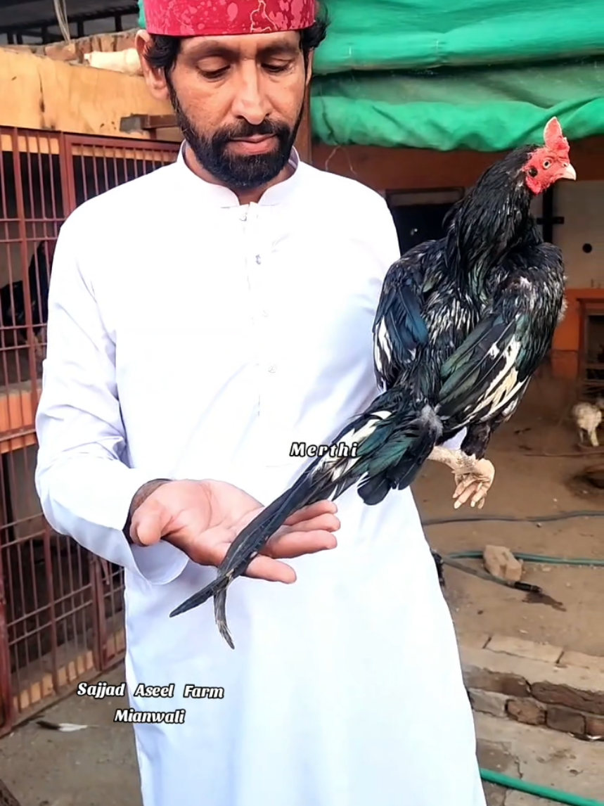 @Sajjad Aseel Farm