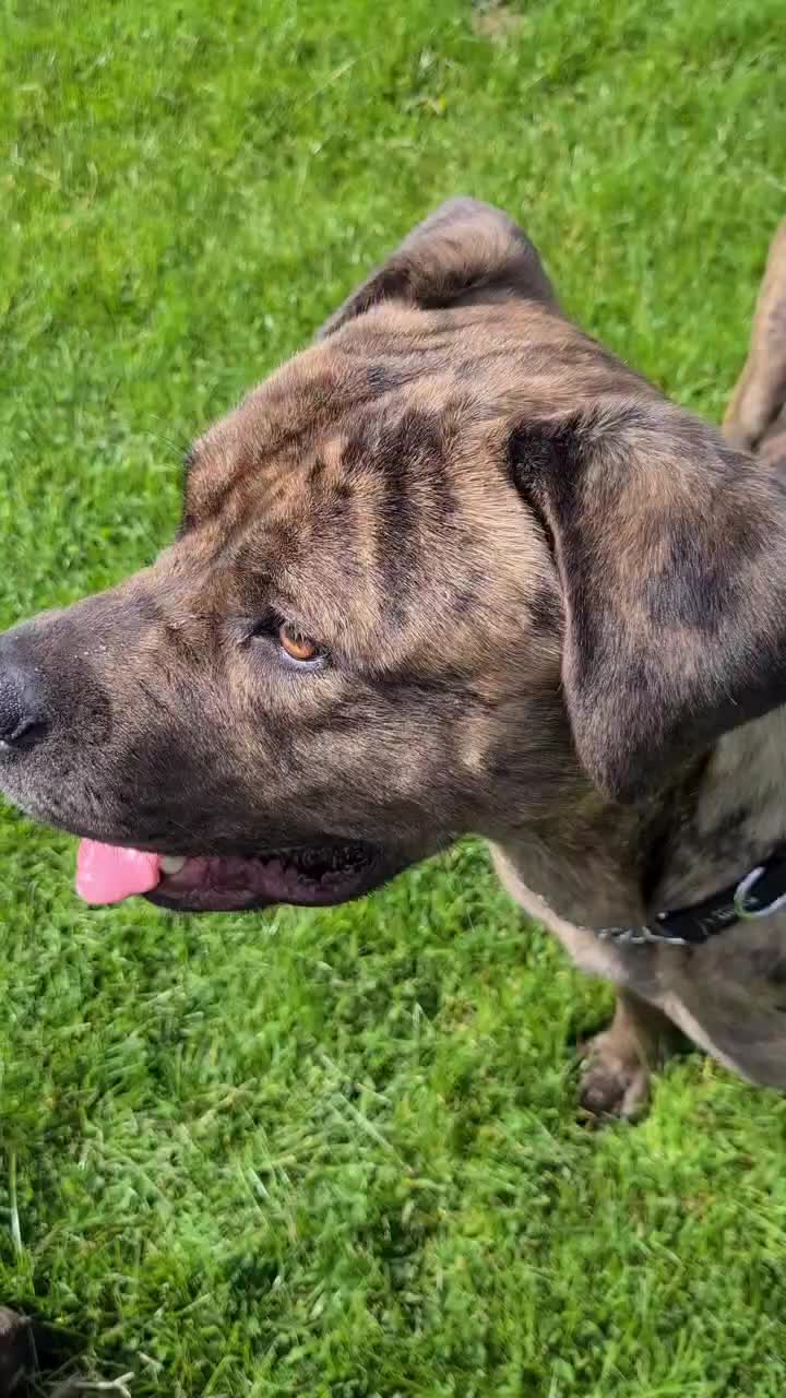 @howlvalley kennels
