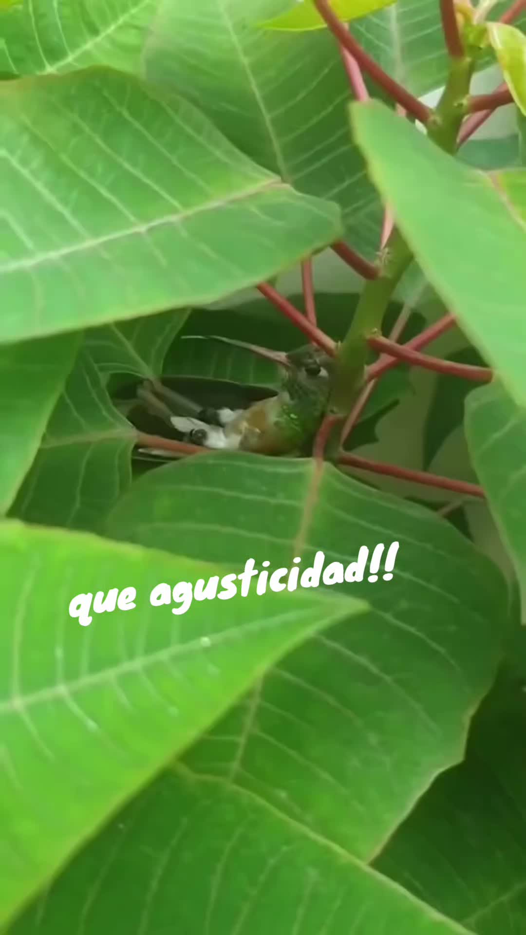 @kim Jim