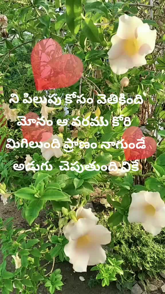 @ayesha gafur243