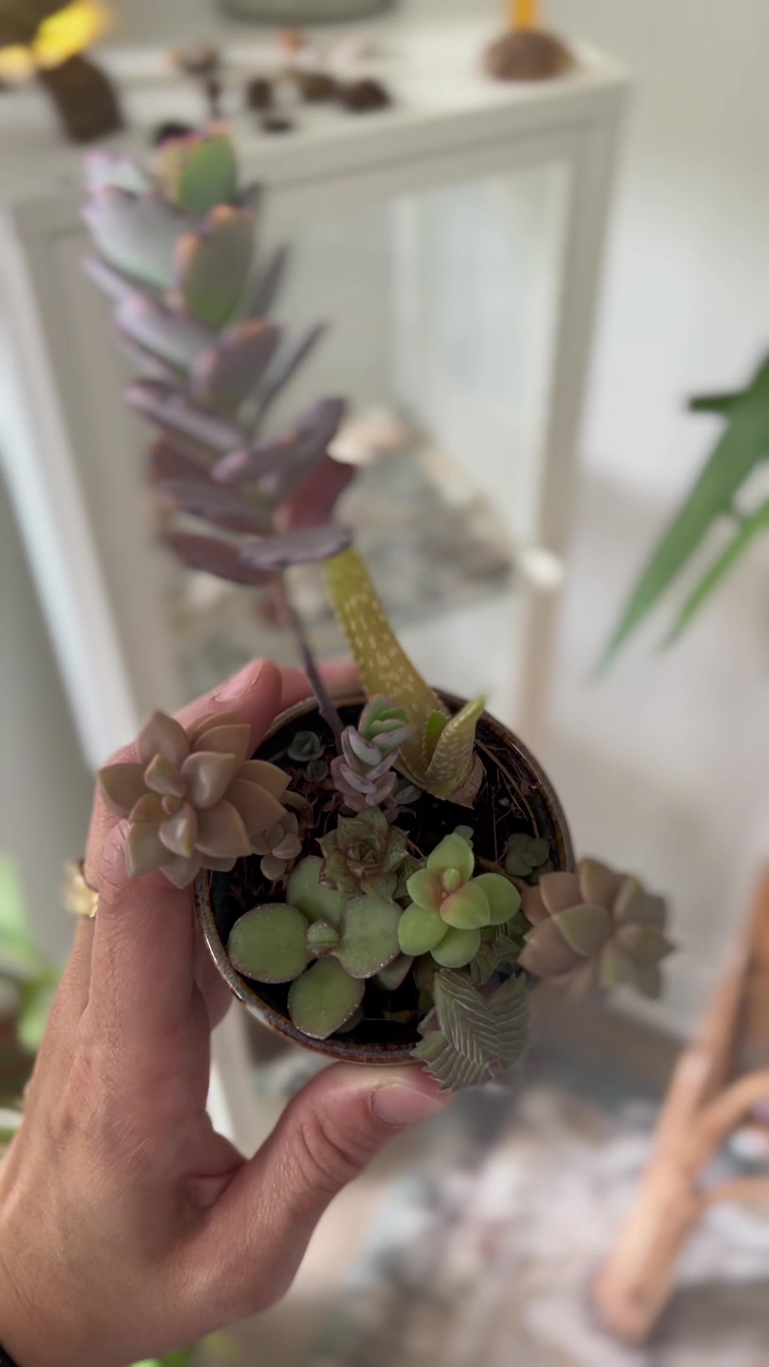 @Tiny Plants