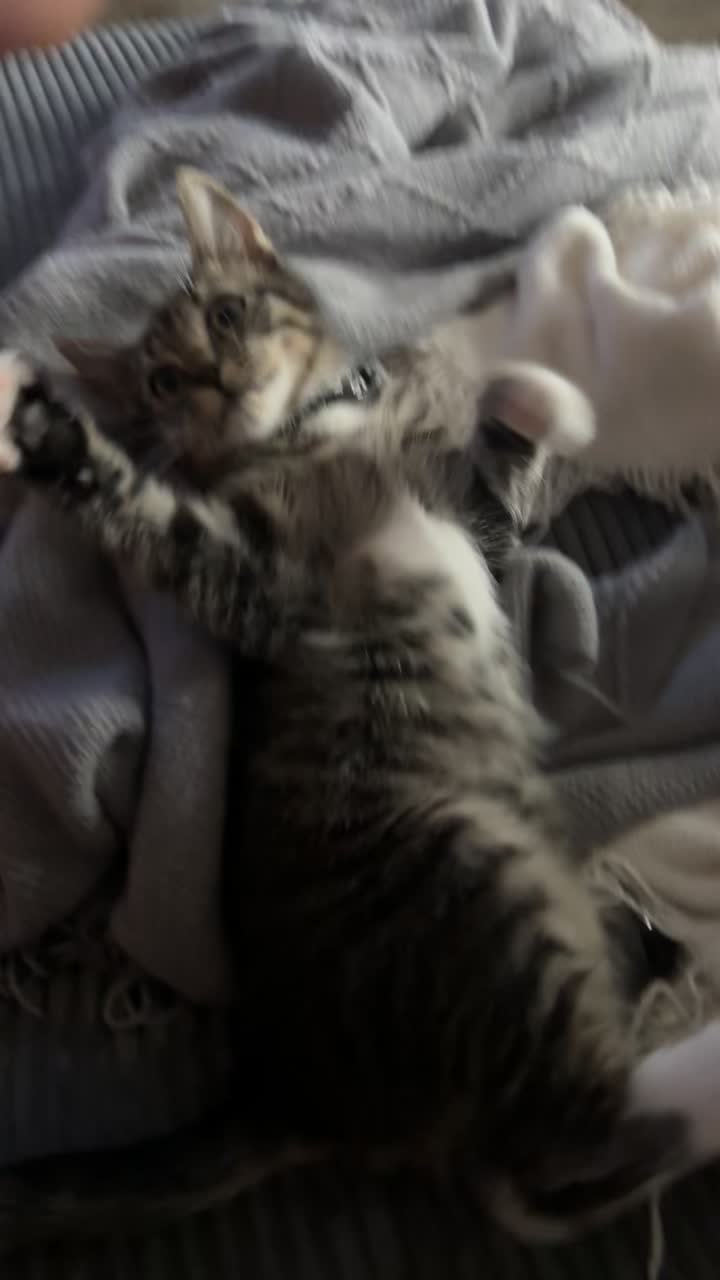 @KittyFam