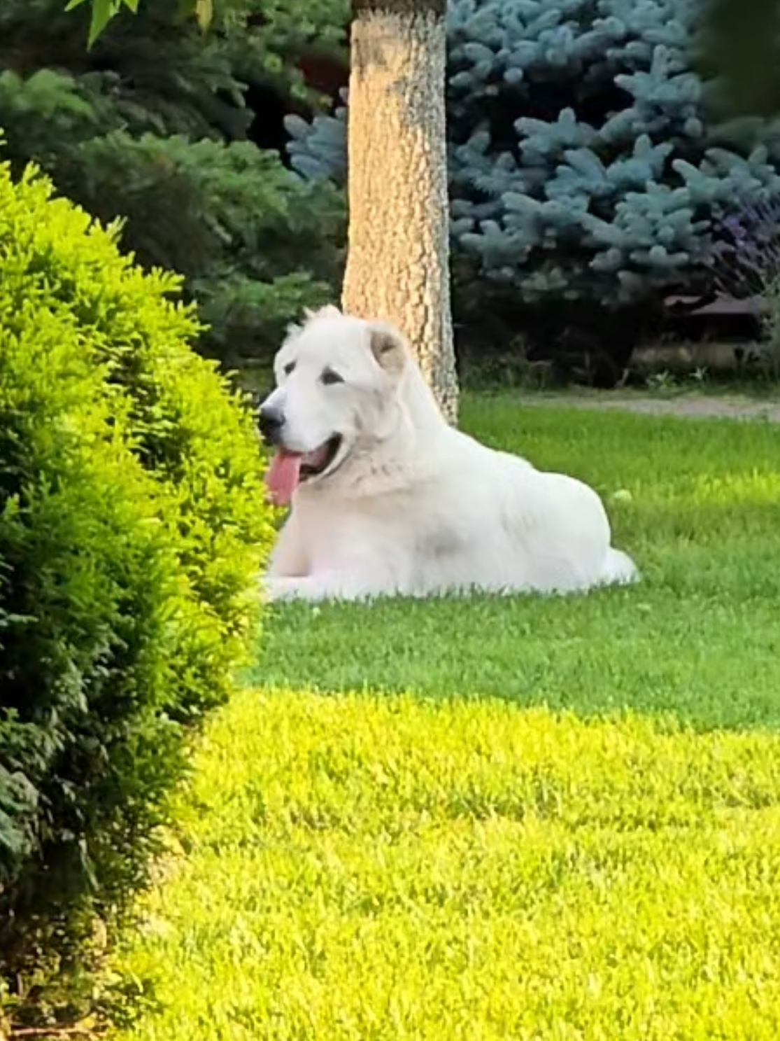@ABELHAYATKENNEL