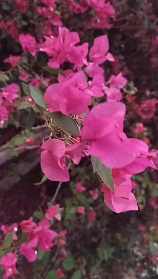 @dilip2525🥰🥰🥰