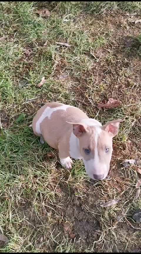@Mini Bull Terriers from Hell