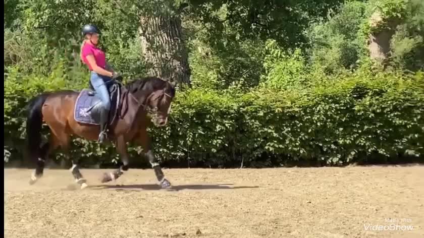 @Dressurpony🐴