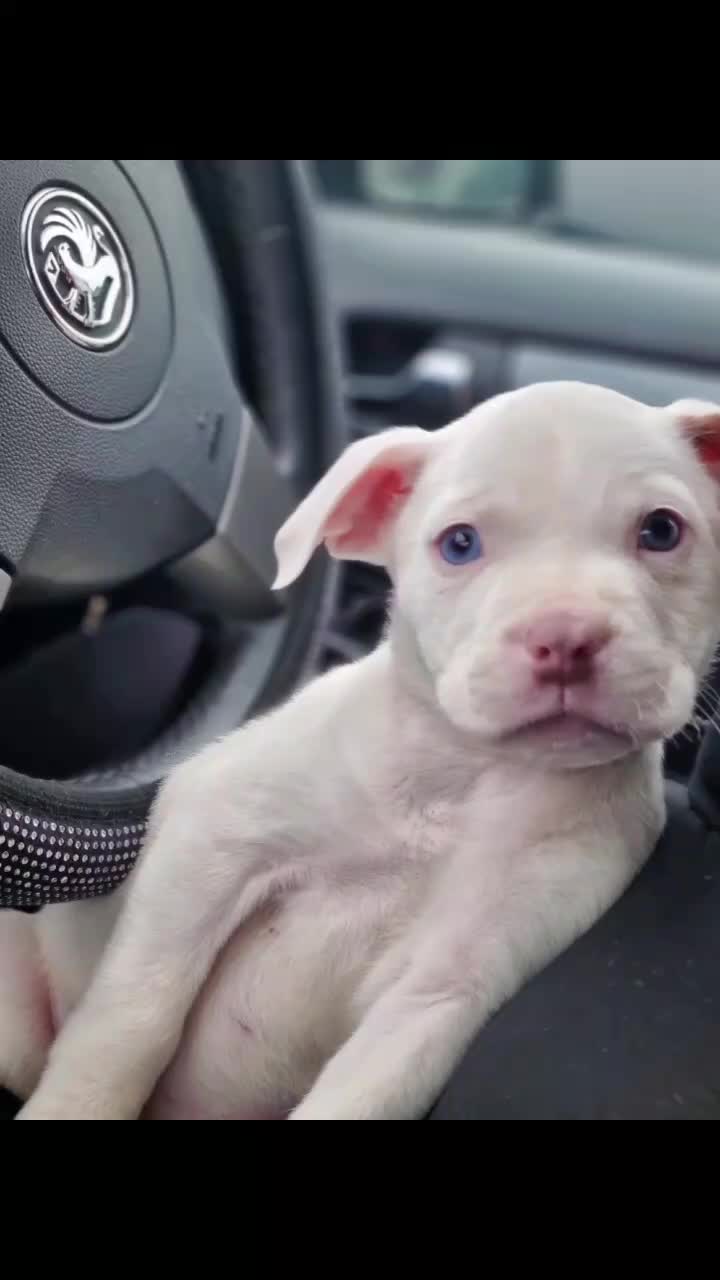 @Ghost_xlbully