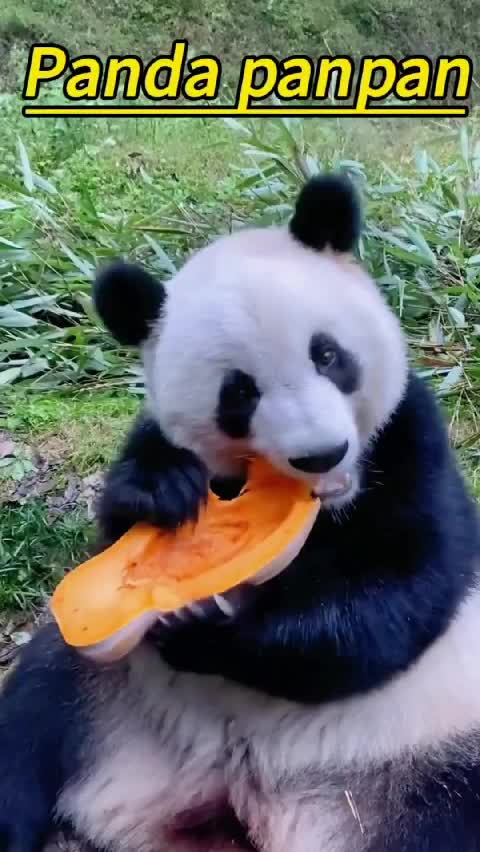 @Many pandas