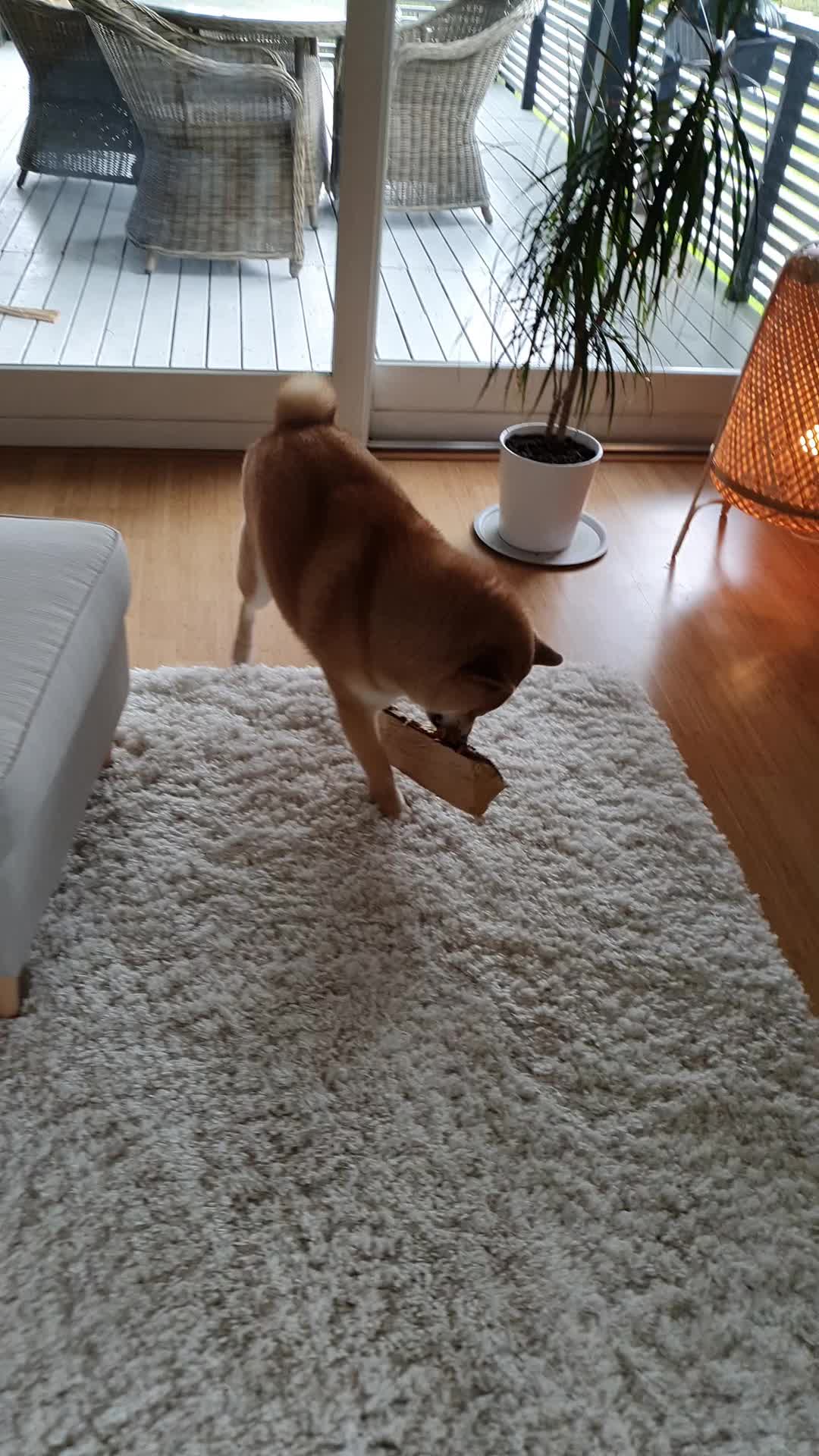 @yoshi.doggyhood