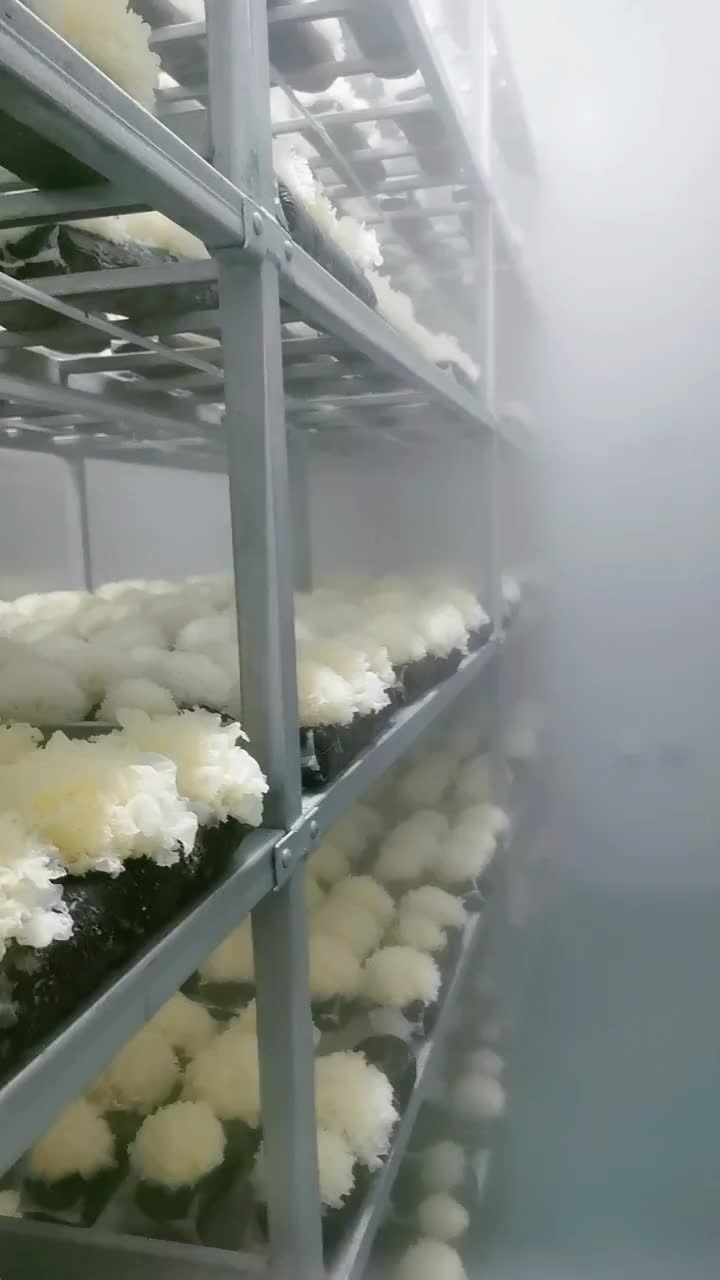 @satrisemushroom