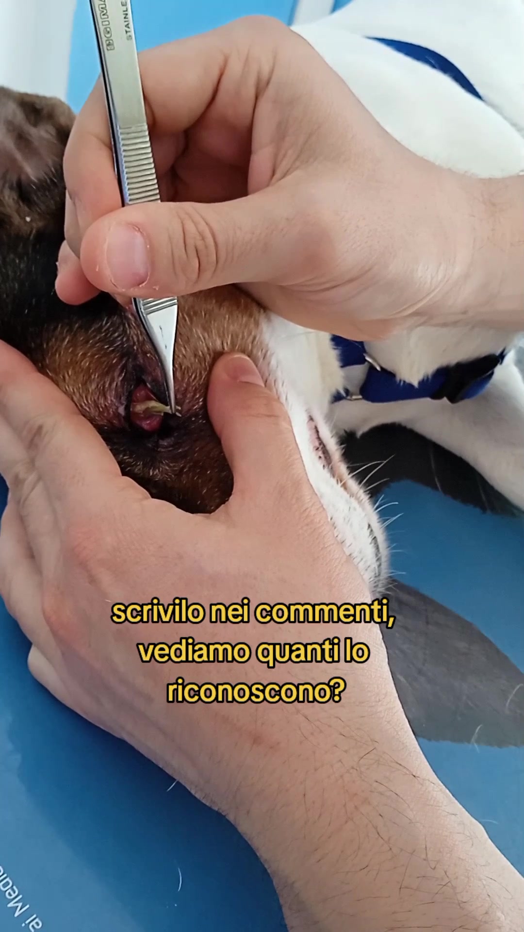 @dr.Giuseppe Vet