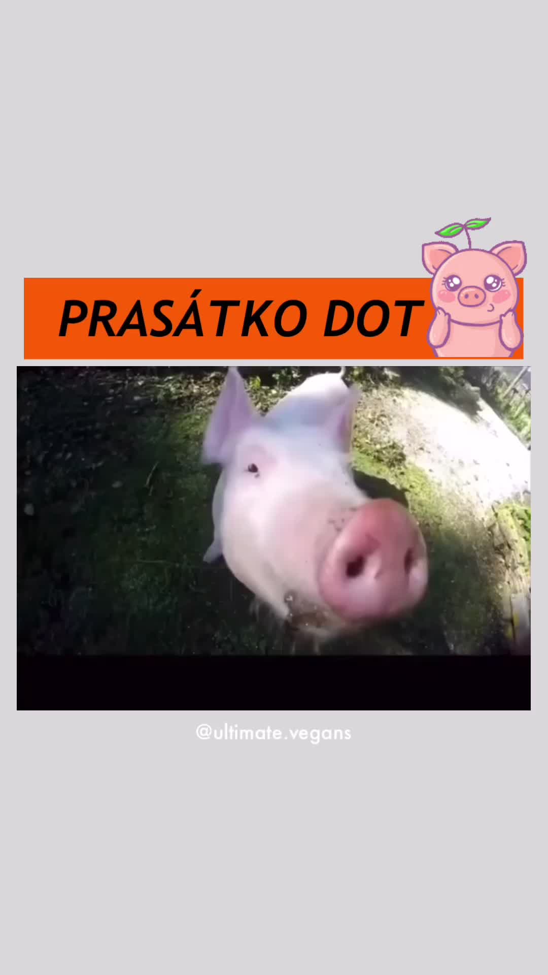 @ULTIMATE.VEGANS