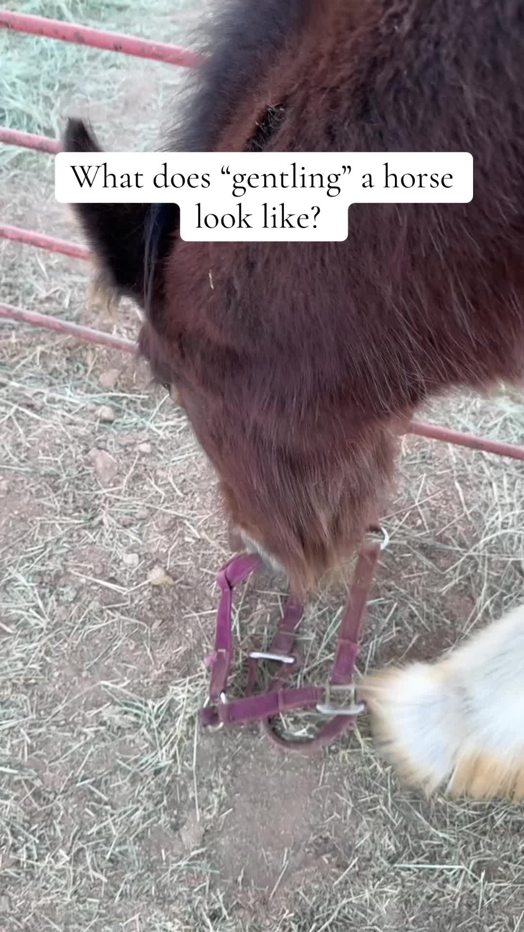 @Apache Powder Ranch