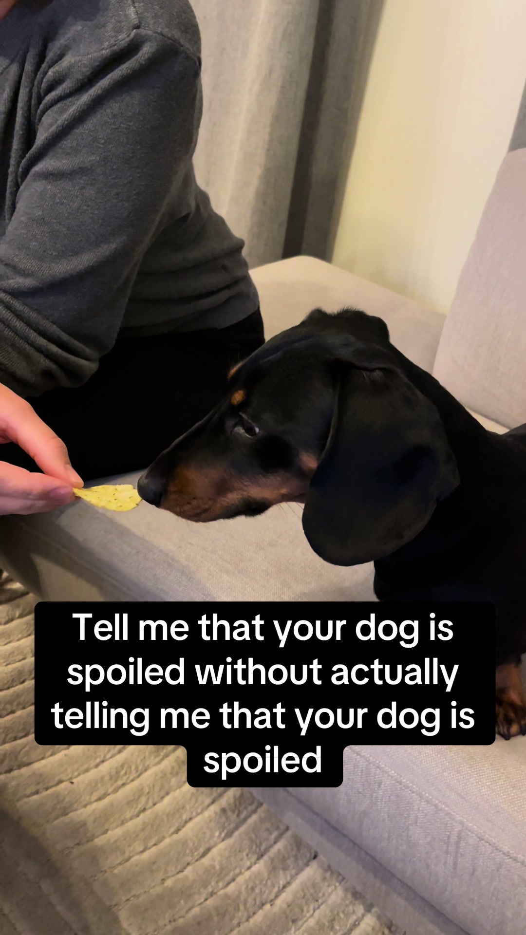 @Nils The Mini Dachshund     🌭