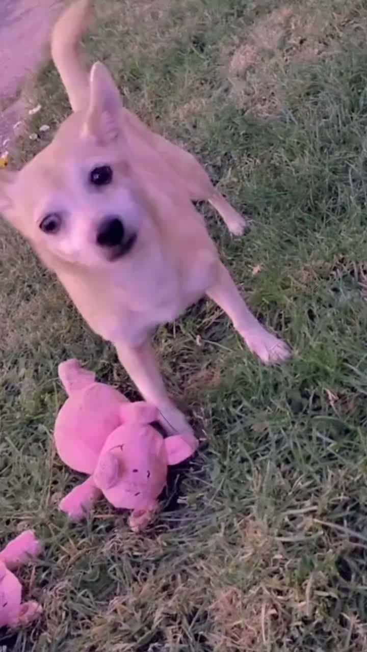 @Jakz 💔 Rip Lily💔
