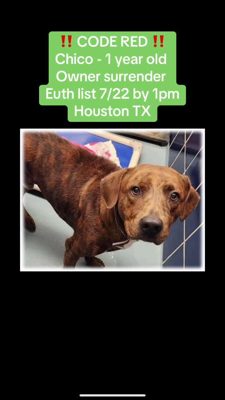 @Save the dogs 🐶