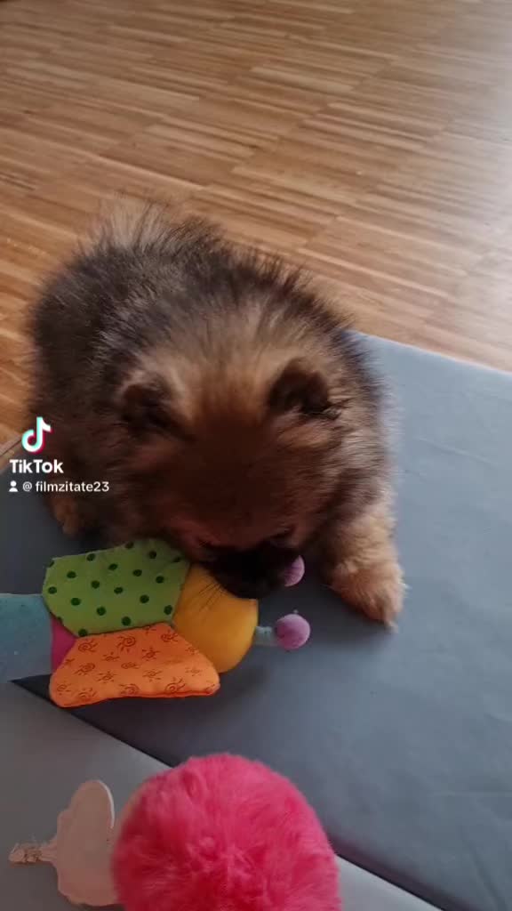 @°•✩𝓅𝑜𝓂_𝒻𝓁𝓊𝒻𝒻✩•°