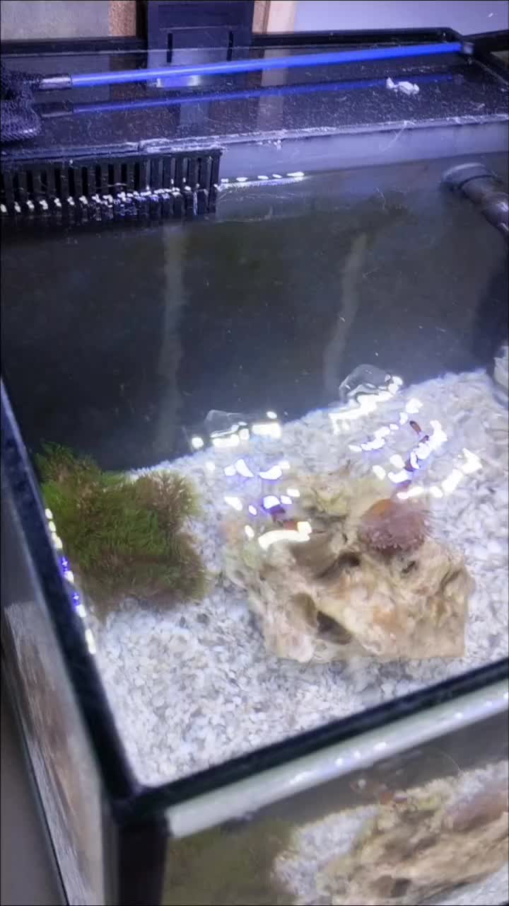 @deepreefclownfish