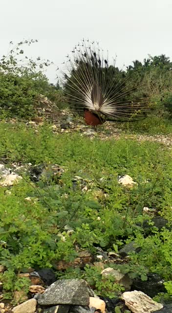 @எடப்பாடி sakthi. mm