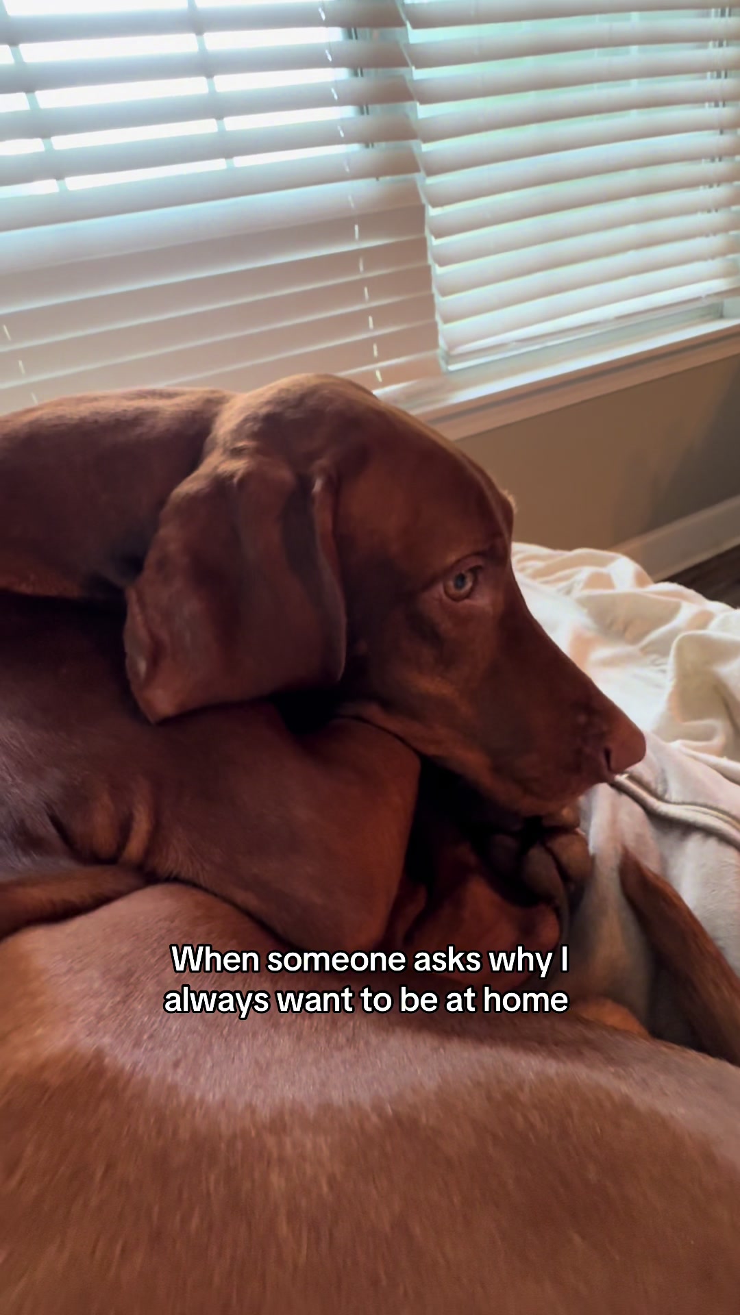 @Tycho the vizsla