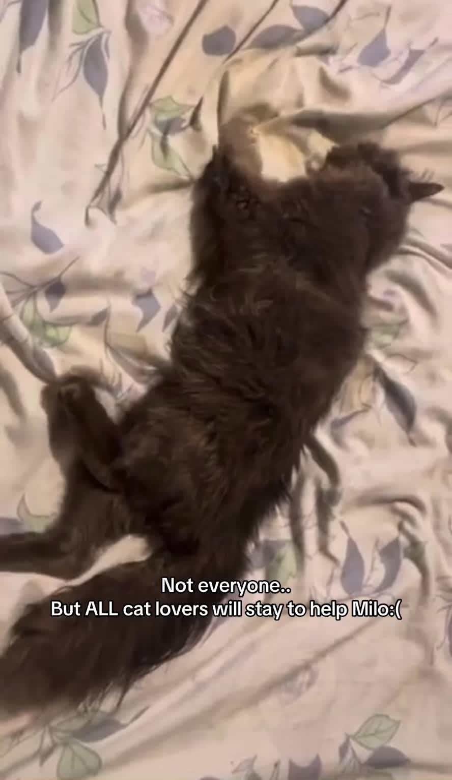 @Milo the Cat 🐾