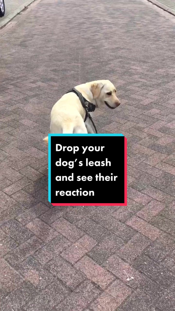 @Lexie and Ziva