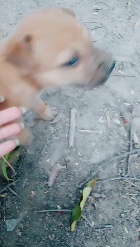 @น้องชมพู่