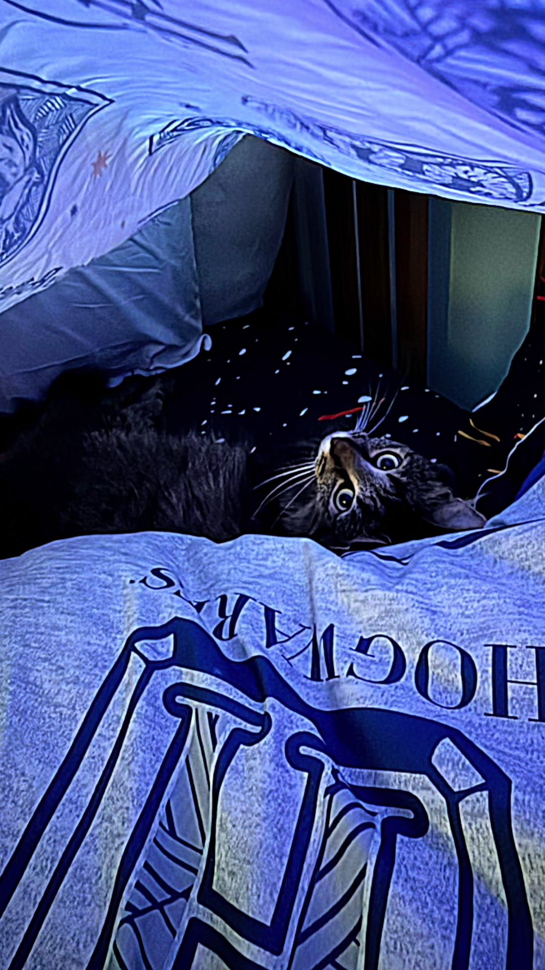 @RoxySnowballCatDrama