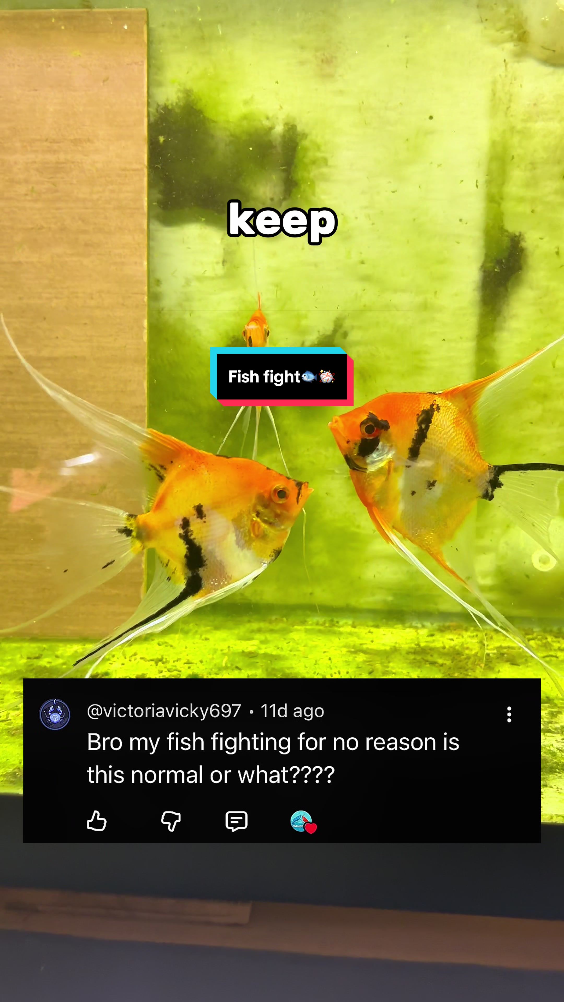 @ShrimplyTheBest