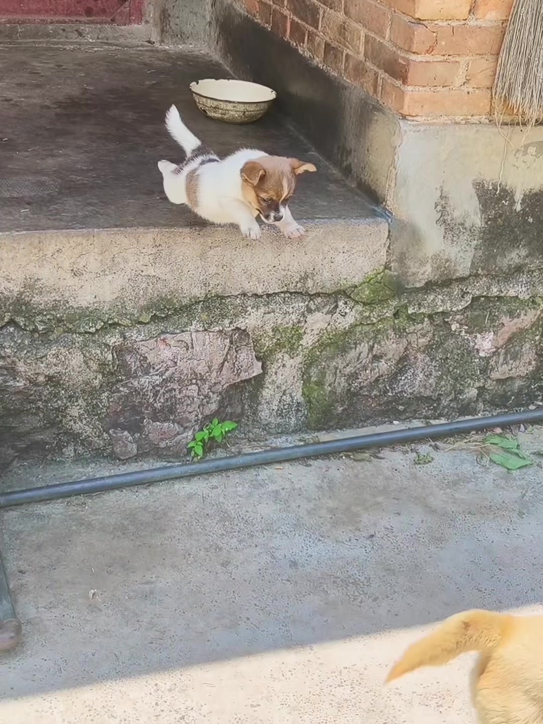 @Pet World Hub
