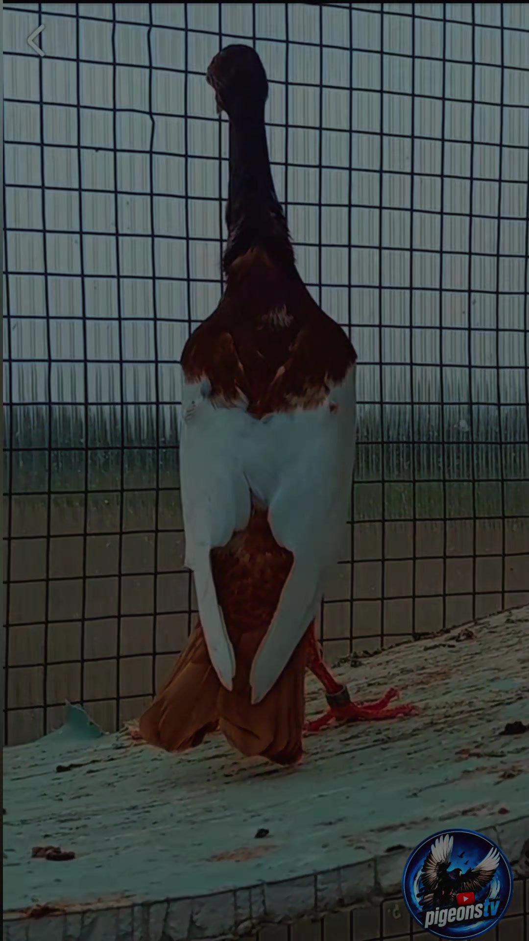 @Pigeons Tv