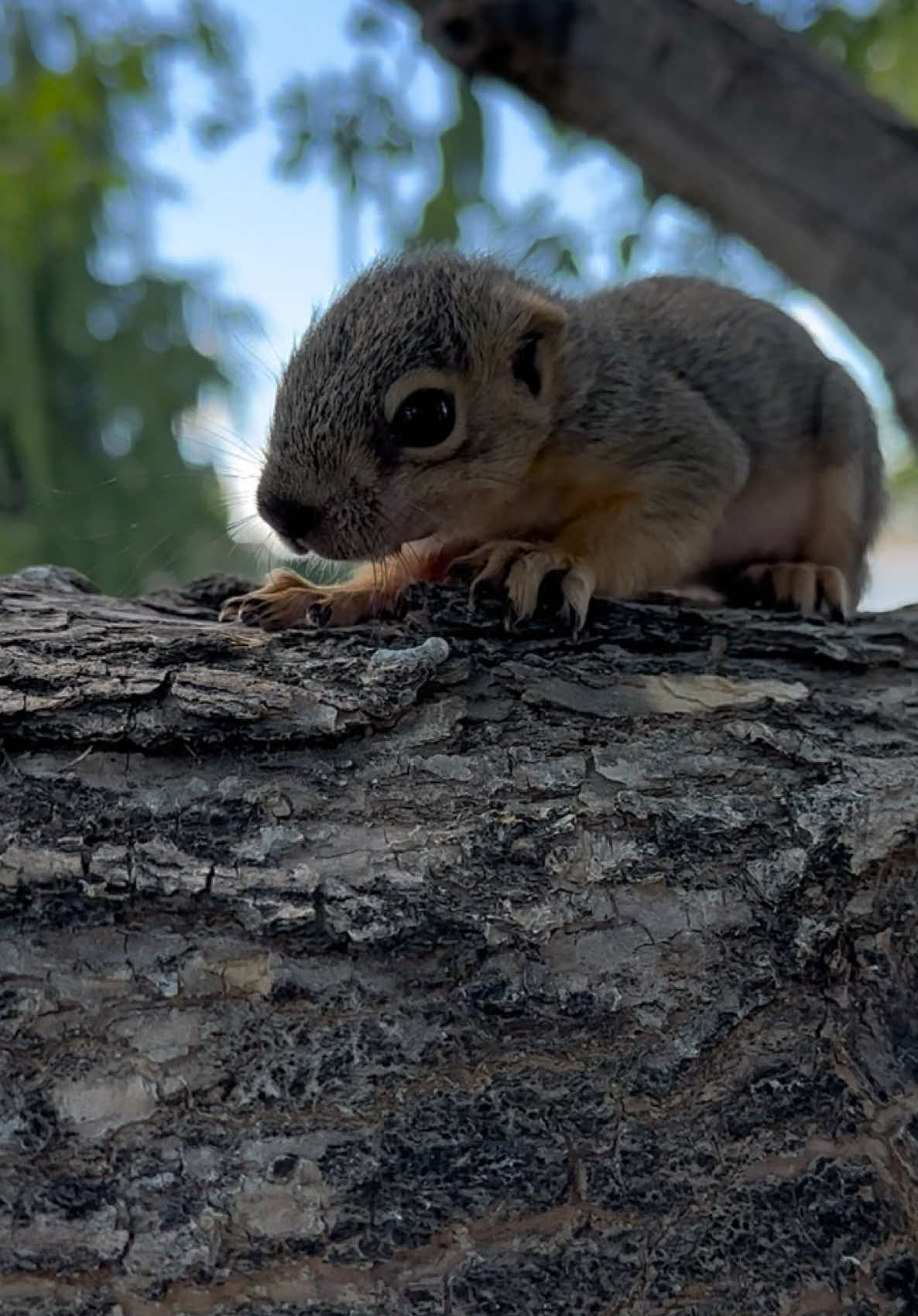@Squirrel Guy