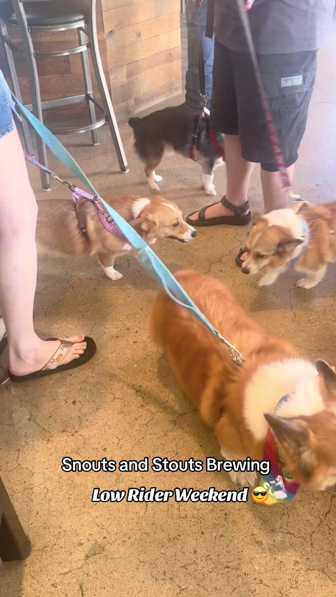 @South Jersey Corgi Rescue