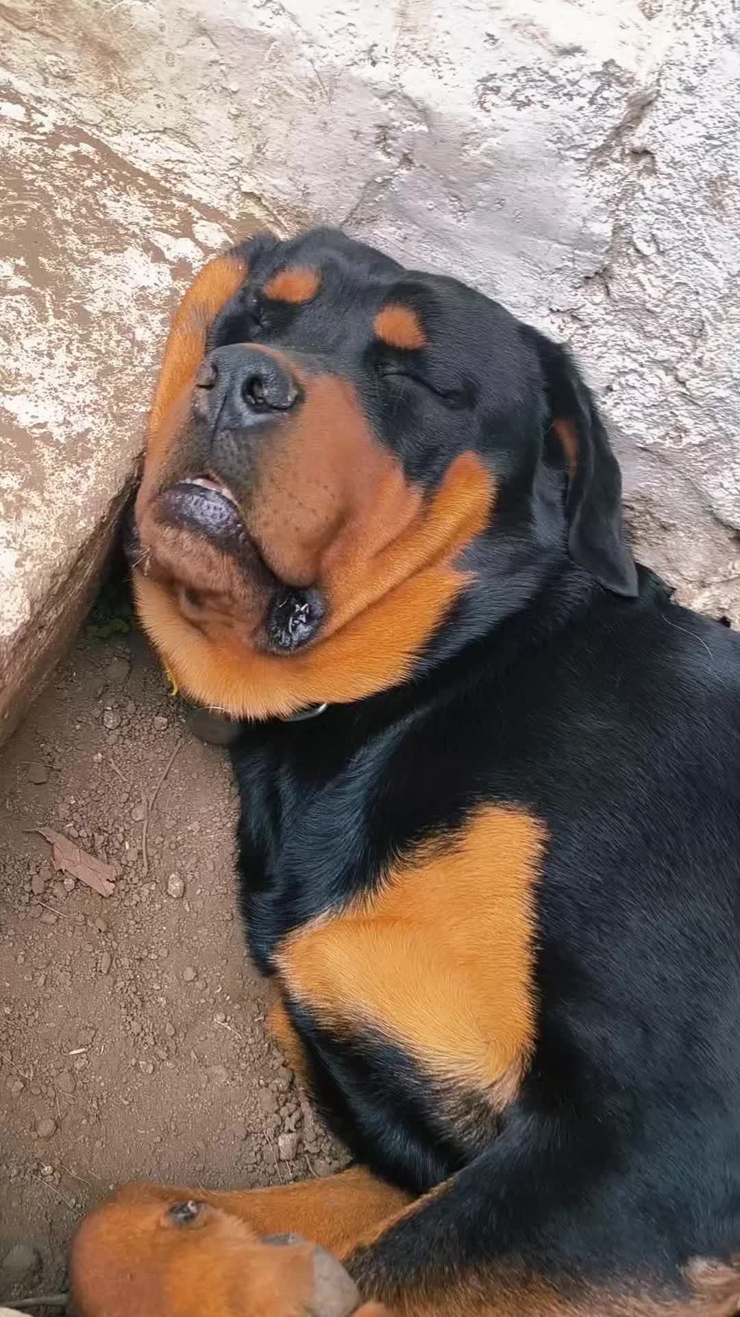 @Llamaha