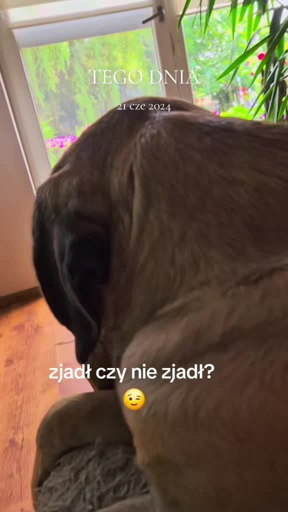 @Animal merwige fci