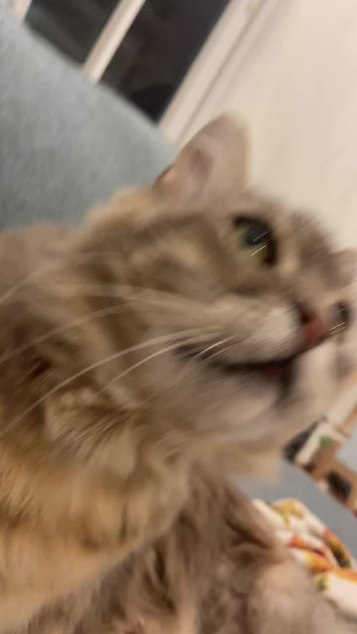 @mogmog