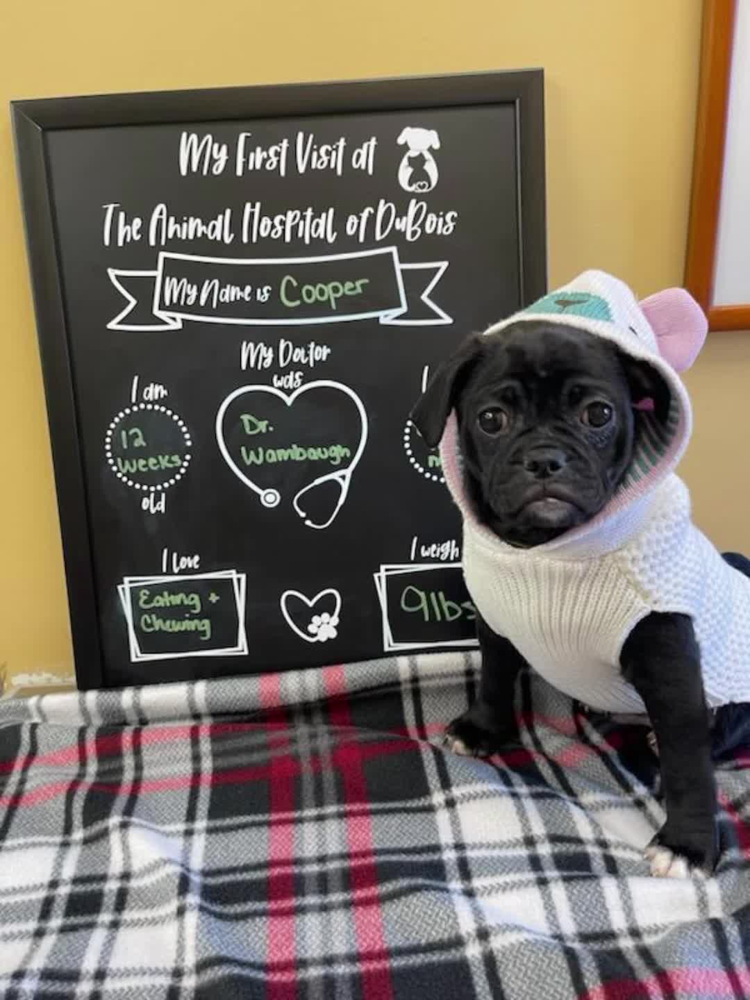 @bostonterrier7