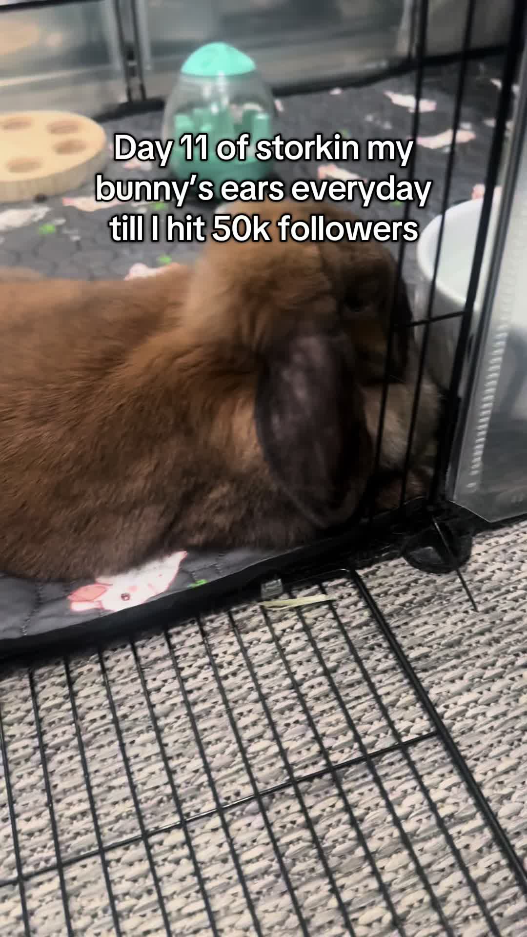 @honeythebunny24