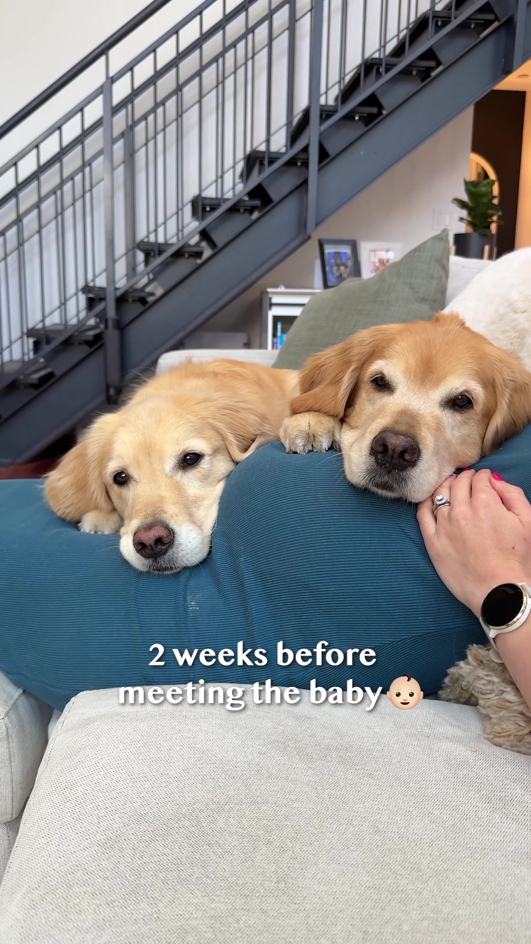 @Golden Retriever Life