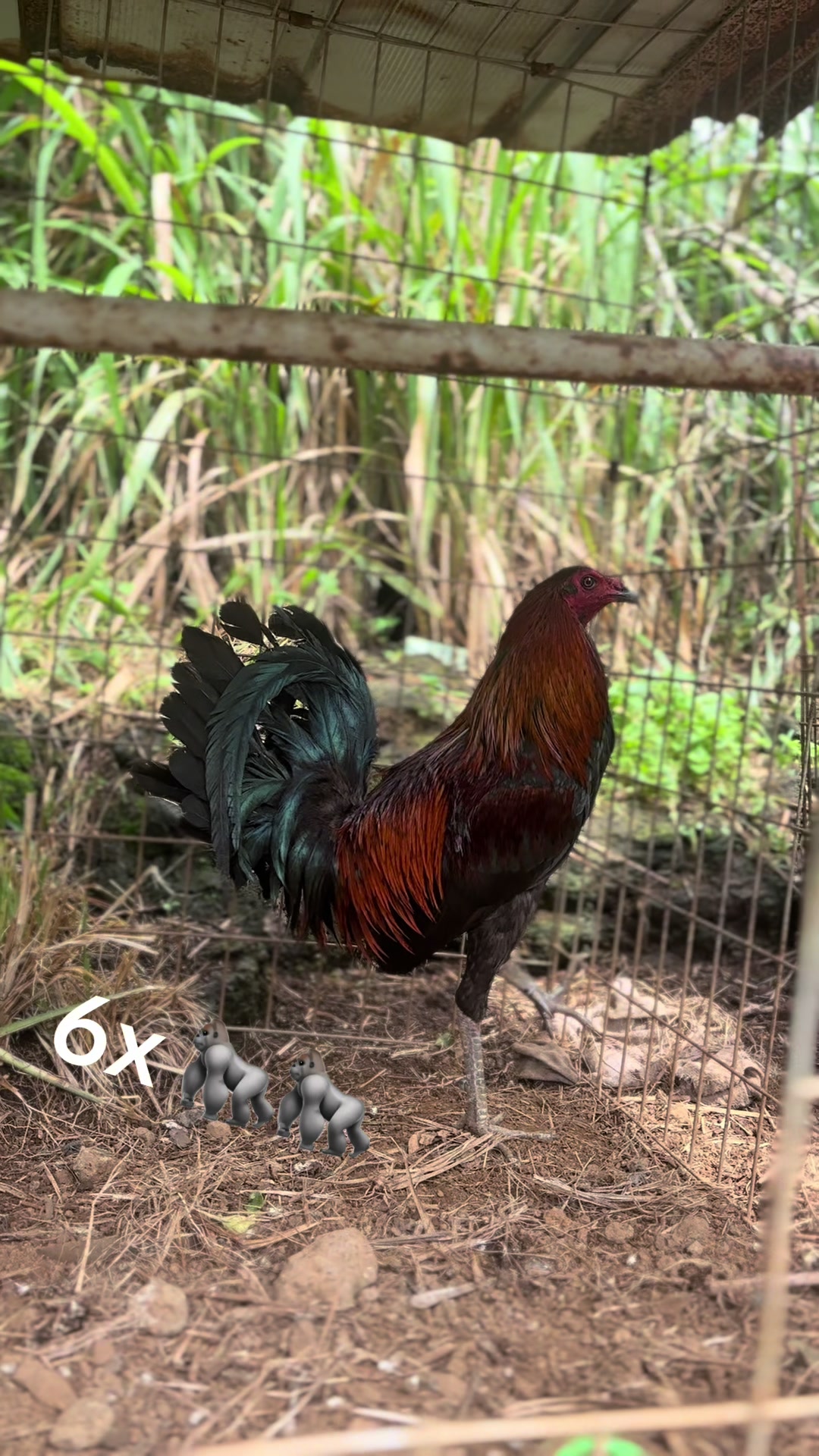 @ltowngamefowl