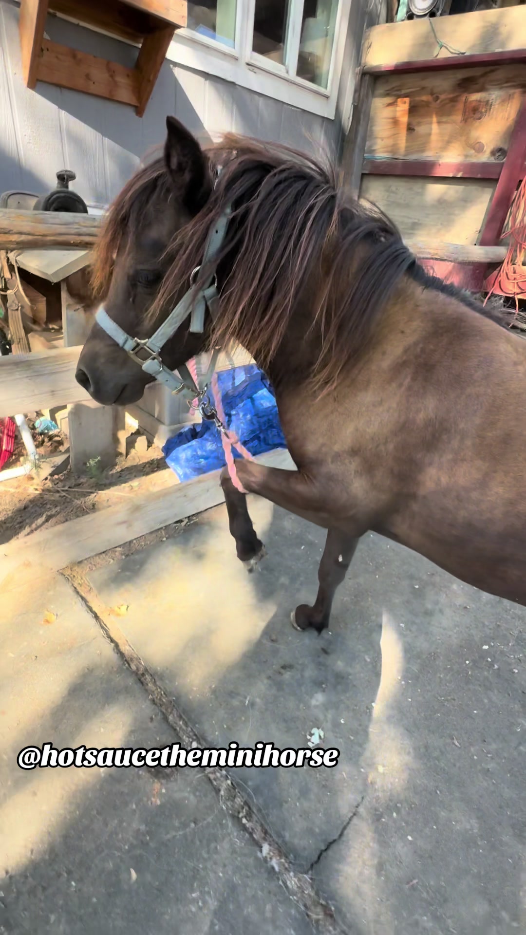 @Hot Sauce the Mini horse 🐎