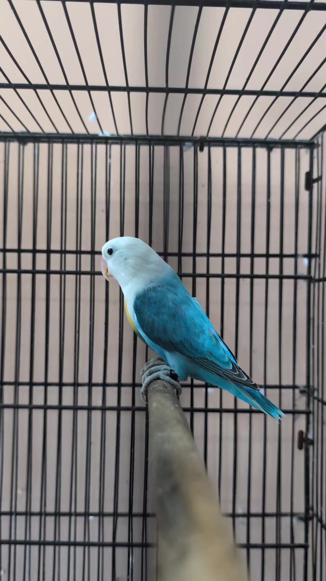 @manhaaviary