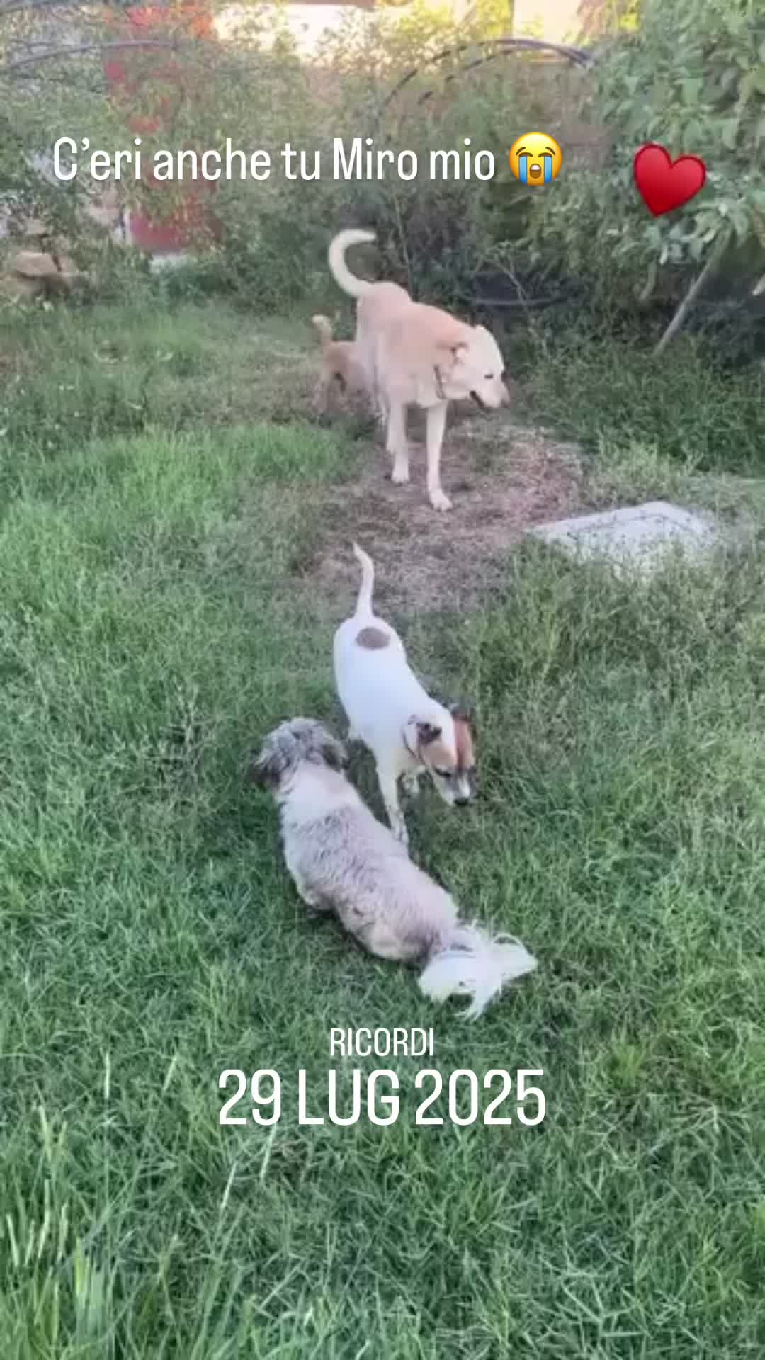 @Tanya Volontaria Animalista