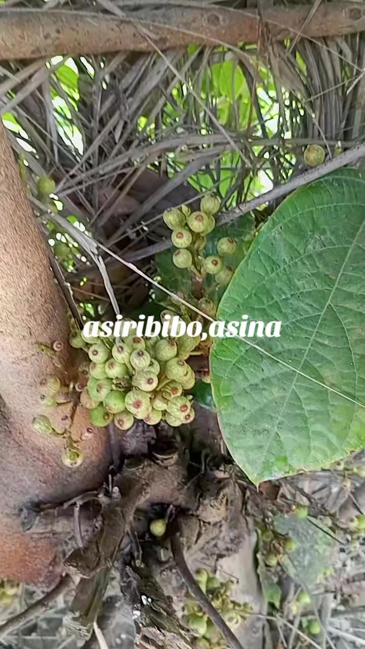@Dr Omltognu Ogbomnso