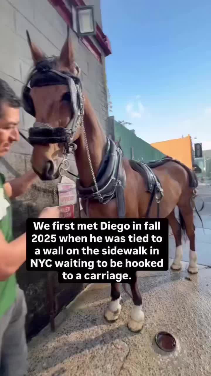 @thismustanglife