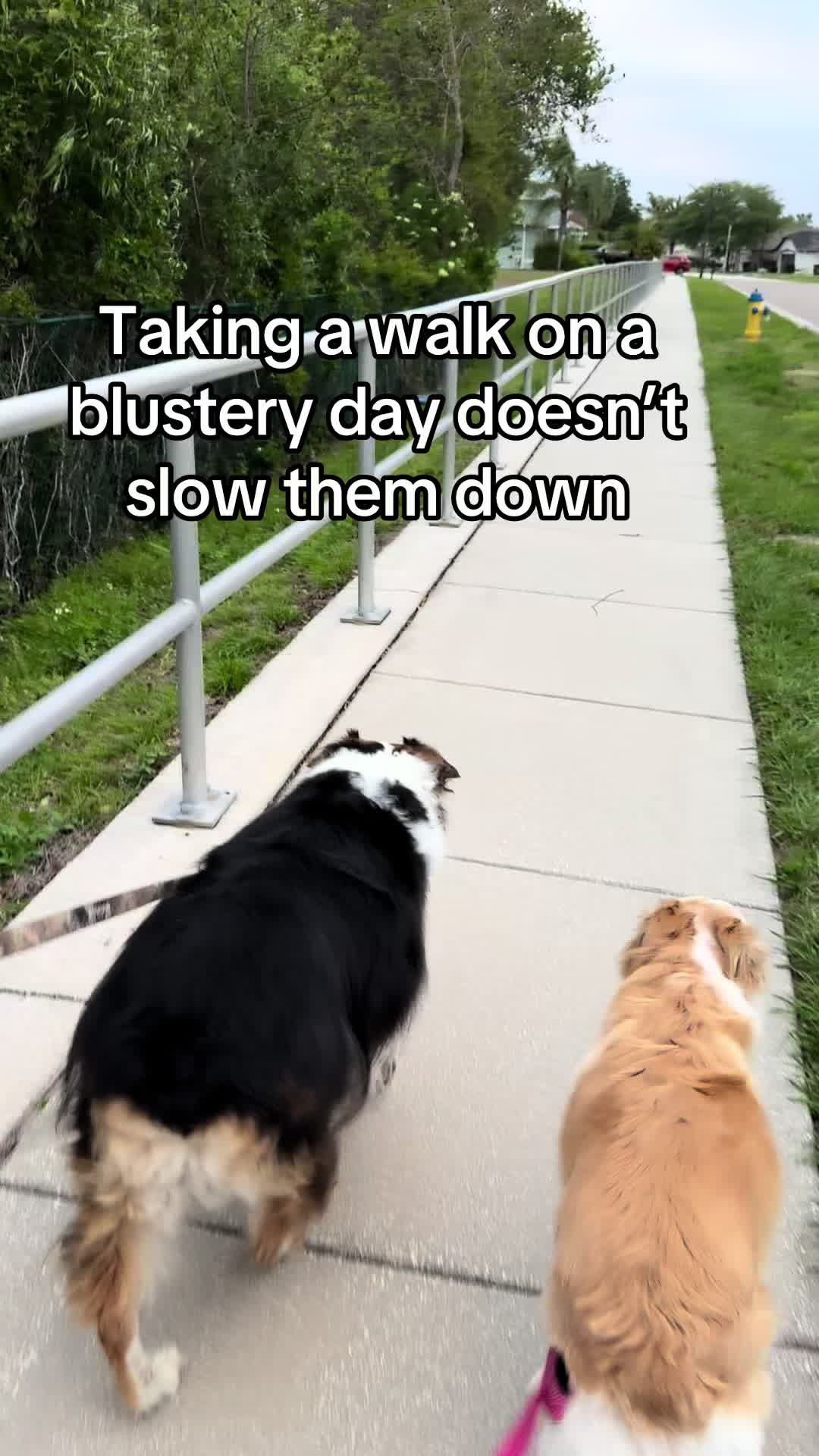 @hankanddollyrescuedogs