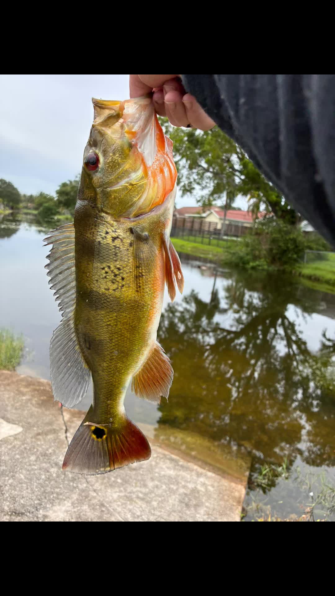 @Teamfishing